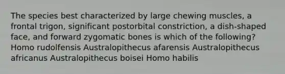 The species best characterized by large chewing muscles, a frontal trigon, significant postorbital constriction, a dish-shaped face, and forward zygomatic bones is which of the following? Homo rudolfensis Australopithecus afarensis Australopithecus africanus Australopithecus boisei Homo habilis