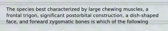 The species best characterized by large chewing muscles, a frontal trigon, significant postorbital construction, a dish-shaped face, and forward zygomatic bones is which of the following