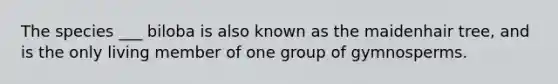 The species ___ biloba is also known as the maidenhair tree, and is the only living member of one group of gymnosperms.