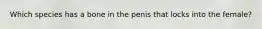 Which species has a bone in the penis that locks into the female?