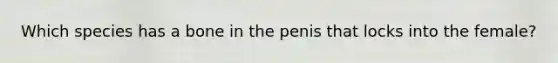 Which species has a bone in the penis that locks into the female?