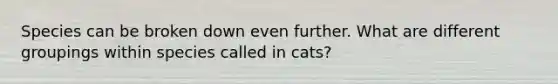 Species can be broken down even further. What are different groupings within species called in cats?