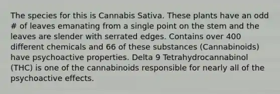 The species for this is Cannabis Sativa. These plants have an odd # of leaves emanating from a single point on the stem and the leaves are slender with serrated edges. Contains over 400 different chemicals and 66 of these substances (Cannabinoids) have psychoactive properties. Delta 9 Tetrahydrocannabinol (THC) is one of the cannabinoids responsible for nearly all of the psychoactive effects.