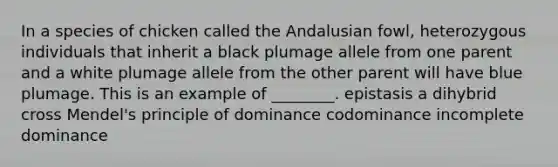 In a species of chicken called the Andalusian fowl, heterozygous individuals that inherit a black plumage allele from one parent and a white plumage allele from the other parent will have blue plumage. This is an example of ________. epistasis a dihybrid cross Mendel's principle of dominance codominance incomplete dominance