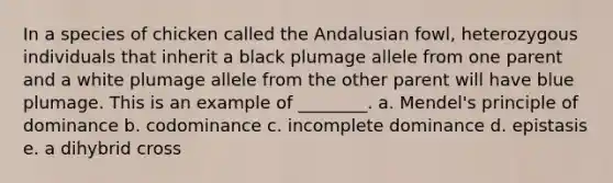 In a species of chicken called the Andalusian fowl, heterozygous individuals that inherit a black plumage allele from one parent and a white plumage allele from the other parent will have blue plumage. This is an example of ________. a. Mendel's principle of dominance b. codominance c. incomplete dominance d. epistasis e. a dihybrid cross