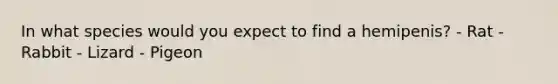 In what species would you expect to find a hemipenis? - Rat - Rabbit - Lizard - Pigeon