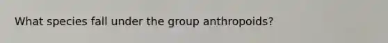 What species fall under the group anthropoids?