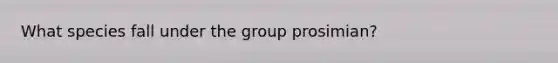 What species fall under the group prosimian?