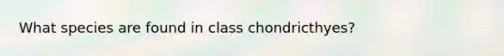 What species are found in class chondricthyes?