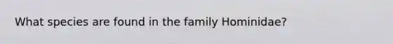 What species are found in the family Hominidae?