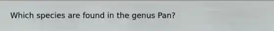 Which species are found in the genus Pan?