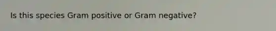 Is this species Gram positive or Gram negative?