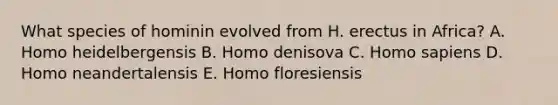 What species of hominin evolved from H. erectus in Africa? A. Homo heidelbergensis B. Homo denisova C. Homo sapiens D. Homo neandertalensis E. Homo floresiensis