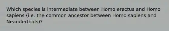 Which species is intermediate between Homo erectus and Homo sapiens (i.e. the common ancestor between Homo sapiens and Neanderthals)?