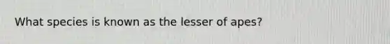 What species is known as the lesser of apes?