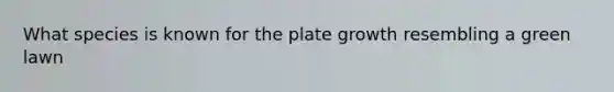 What species is known for the plate growth resembling a green lawn