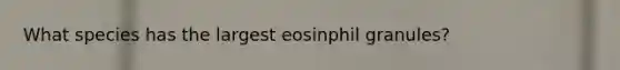 What species has the largest eosinphil granules?