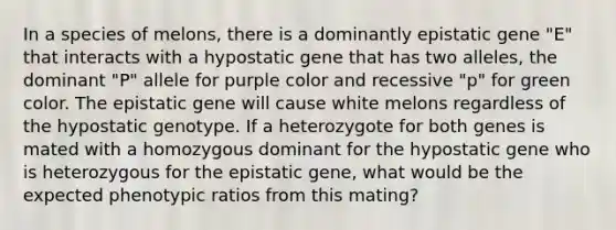 In a species of melons, there is a dominantly epistatic gene "E" that interacts with a hypostatic gene that has two alleles, the dominant "P" allele for purple color and recessive "p" for green color. The epistatic gene will cause white melons regardless of the hypostatic genotype. If a heterozygote for both genes is mated with a homozygous dominant for the hypostatic gene who is heterozygous for the epistatic gene, what would be the expected phenotypic ratios from this mating?