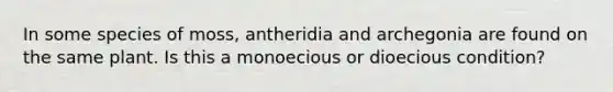 In some species of moss, antheridia and archegonia are found on the same plant. Is this a monoecious or dioecious condition?