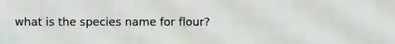 what is the species name for flour?