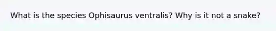 What is the species Ophisaurus ventralis? Why is it not a snake?