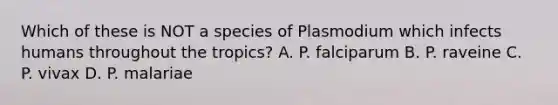 Which of these is NOT a species of Plasmodium which infects humans throughout the tropics? A. P. falciparum B. P. raveine C. P. vivax D. P. malariae