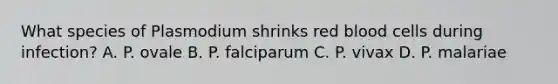 What species of Plasmodium shrinks red blood cells during infection? A. P. ovale B. P. falciparum C. P. vivax D. P. malariae