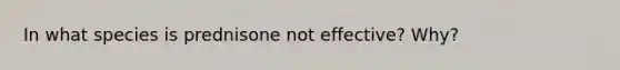 In what species is prednisone not effective? Why?