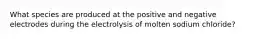 What species are produced at the positive and negative electrodes during the electrolysis of molten sodium chloride?