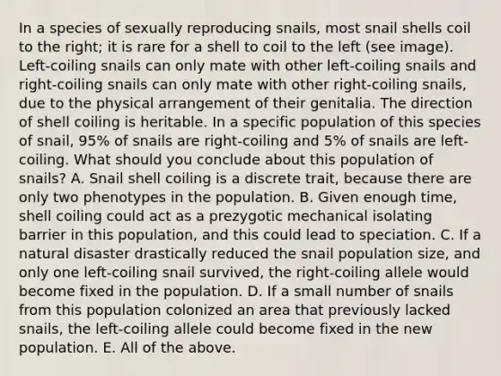 In a species of sexually reproducing snails, most snail shells coil to the right; it is rare for a shell to coil to the left (see image). Left-coiling snails can only mate with other left-coiling snails and right-coiling snails can only mate with other right-coiling snails, due to the physical arrangement of their genitalia. The direction of shell coiling is heritable. In a specific population of this species of snail, 95% of snails are right-coiling and 5% of snails are left- coiling. What should you conclude about this population of snails? A. Snail shell coiling is a discrete trait, because there are only two phenotypes in the population. B. Given enough time, shell coiling could act as a prezygotic mechanical isolating barrier in this population, and this could lead to speciation. C. If a natural disaster drastically reduced the snail population size, and only one left-coiling snail survived, the right-coiling allele would become fixed in the population. D. If a small number of snails from this population colonized an area that previously lacked snails, the left-coiling allele could become fixed in the new population. E. All of the above.