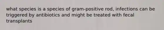 what species is a species of gram-positive rod, infections can be triggered by antibiotics and might be treated with fecal transplants