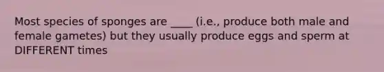 Most species of sponges are ____ (i.e., produce both male and female gametes) but they usually produce eggs and sperm at DIFFERENT times