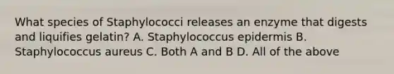 What species of Staphylococci releases an enzyme that digests and liquifies gelatin? A. Staphylococcus epidermis B. Staphylococcus aureus C. Both A and B D. All of the above