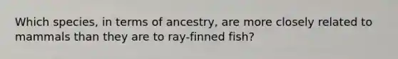 Which species, in terms of ancestry, are more closely related to mammals than they are to ray-finned fish?