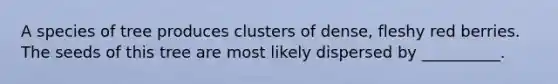 A species of tree produces clusters of dense, fleshy red berries. The seeds of this tree are most likely dispersed by __________.