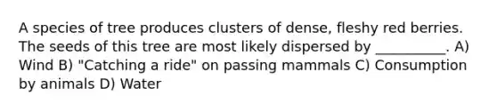 A species of tree produces clusters of dense, fleshy red berries. The seeds of this tree are most likely dispersed by __________. A) Wind B) "Catching a ride" on passing mammals C) Consumption by animals D) Water