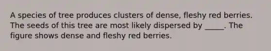 A species of tree produces clusters of dense, fleshy red berries. The seeds of this tree are most likely dispersed by _____. The figure shows dense and fleshy red berries.