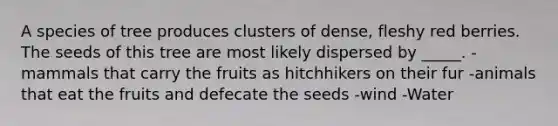 A species of tree produces clusters of dense, fleshy red berries. The seeds of this tree are most likely dispersed by _____. -mammals that carry the fruits as hitchhikers on their fur -animals that eat the fruits and defecate the seeds -wind -Water