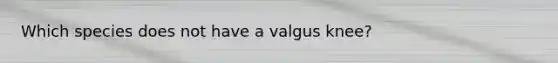 Which species does not have a valgus knee?