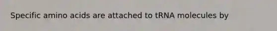 Specific amino acids are attached to tRNA molecules by
