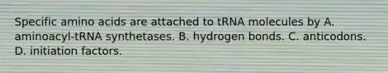 Specific amino acids are attached to tRNA molecules by A. aminoacyl-tRNA synthetases. B. hydrogen bonds. C. anticodons. D. initiation factors.