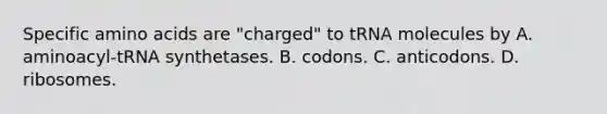 Specific amino acids are "charged" to tRNA molecules by A. aminoacyl-tRNA synthetases. B. codons. C. anticodons. D. ribosomes.