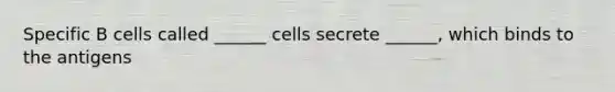 Specific B cells called ______ cells secrete ______, which binds to the antigens