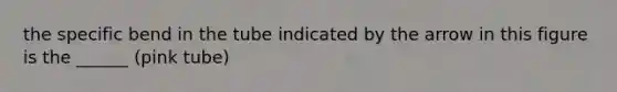 the specific bend in the tube indicated by the arrow in this figure is the ______ (pink tube)