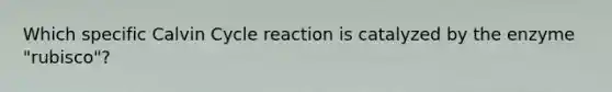 Which specific Calvin Cycle reaction is catalyzed by the enzyme "rubisco"?