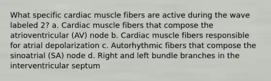 What specific cardiac muscle fibers are active during the wave labeled 2? a. Cardiac muscle fibers that compose the atrioventricular (AV) node b. Cardiac muscle fibers responsible for atrial depolarization c. Autorhythmic fibers that compose the sinoatrial (SA) node d. Right and left bundle branches in the interventricular septum