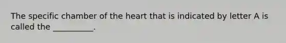 The specific chamber of the heart that is indicated by letter A is called the __________.