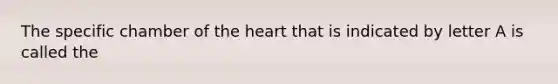 The specific chamber of the heart that is indicated by letter A is called the