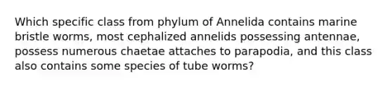 Which specific class from phylum of Annelida contains marine bristle worms, most cephalized annelids possessing antennae, possess numerous chaetae attaches to parapodia, and this class also contains some species of tube worms?