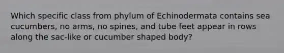 Which specific class from phylum of Echinodermata contains sea cucumbers, no arms, no spines, and tube feet appear in rows along the sac-like or cucumber shaped body?